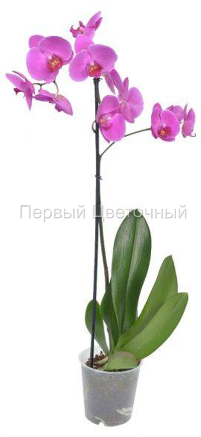 Орхидея "Фалленопсис" розовая в горшке в Ставрополе