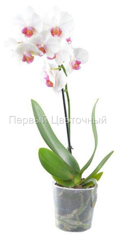 Орхидея "Фалленопсис" белая в горшке в Ставрополе